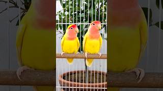 Cute Lutino Love Birds Pair♥️ birds birdsounds parrot pets lovebirds lovebird lutinolovebirds [upl. by Batish]