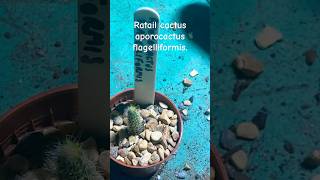 Aporocactus flagelliformis Rattail cactus 🌵 indoorgardening cactus indoorplants propagation [upl. by Tuorah]