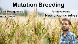 What is mutation breeding How EMS mutagenesis works to develop new plant varieties Mutation [upl. by Froma]