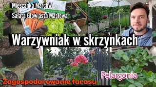 Warzywniak w skrzyniach  Marchew Sałata Masłowa  Sadzenie Pelargonii [upl. by Aiuqes793]