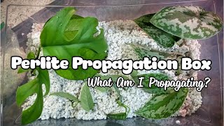 Making A Propagation Box  Perlite As Rooting Medium [upl. by Merell]