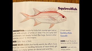 Can you eat Squirrelfish [upl. by Eissen]