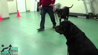 Socialisation dun chien agressif  2 [upl. by Duane]