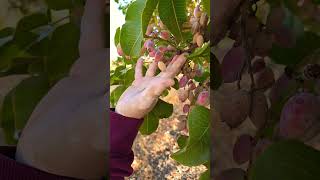 Pistachio tree with hand model Marcos😍 [upl. by Daniele]