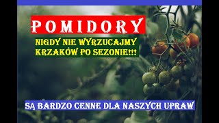 POMIDORY  NIGDY NIE WYRZUCAJMY KRZAKÓW PO SEZONIE [upl. by Okramed]