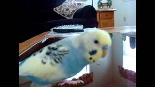 Talking up a storm 37week old parakeet says MANGO LOVES MUSICwmv [upl. by Eizzil]