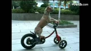 Duodo el perro ciclista que triunfa en China [upl. by Nwhas19]