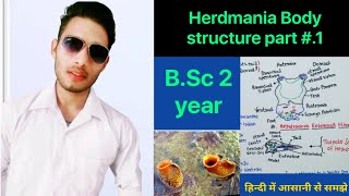 External morphology and body structure of herdmania  BSc 3rd Year Zoology 5th Semester 2nd paper [upl. by Dnalyr664]