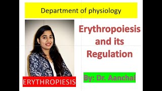 Erythropoiesis  Process of RBC formation and Regulation [upl. by Divadnahtanoj]