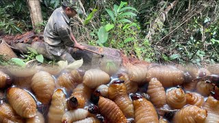 Harvesting beetle larvae Cutting tree cores to feed chickens  Idyllic life [upl. by Lorrie]