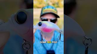 The BEST Pond Fishing Lure The Megabass Griffin is a fish catching machine [upl. by Oates]