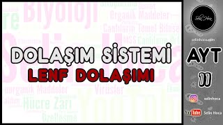 23 Dolaşım Sistemi  Lenf Dolaşımı [upl. by Ainuj]