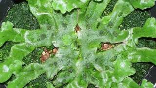 Growth of liverwort Marchantia polymorpha [upl. by Sherwin]