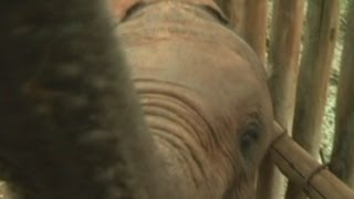 Orphaned baby elephants find a new home in Kenya [upl. by Flavius]