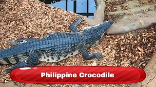 Philippine crocodile  Krokodille Zoo Denmark [upl. by Suirred]