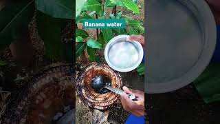 Health banana stem waterhealty water from banana tree in my garden [upl. by Hervey]