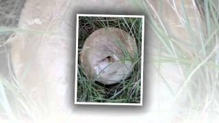 Agaricus californicus  fungi kingdom [upl. by Ahcropal401]