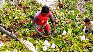 চাকমাদের কচুরিপানা ভেতর গর্ত থেকে কুচিয়া মাছ শিকারCuchia fishing technique [upl. by Saval]