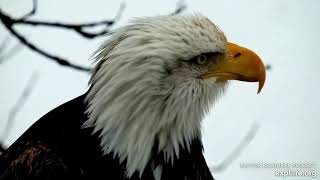 January 10 Explore Live Nature Cams Decorah Eagles  North Nest powered by EXPLOREorg [upl. by Wittie22]