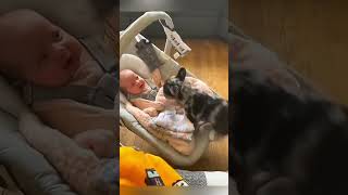 cat dog dogs cut cute love lovecats lovedogs funny virla viralvideo foryou foryoupage [upl. by Venus]