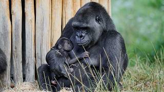 Adorable Baby Gorilla Born at La Palmyre Zoo [upl. by Joshuah]