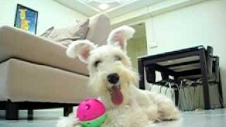 White Miniature Schnauzer  LaLa Training and Playing [upl. by Harat167]