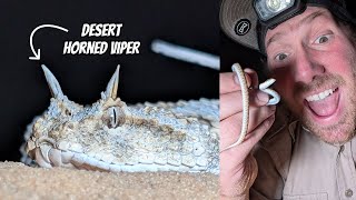 Finding Vipers in the Western Negev  Field Herping Israel [upl. by Lobel]