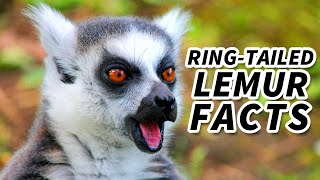 RingTailed Lemur Facts the SUN WORSHIPPER  Animal Fact Files [upl. by Maxey]