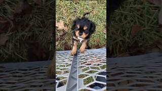 Puppy Playing in Playpen shorts dog doglover puppy [upl. by Standush]