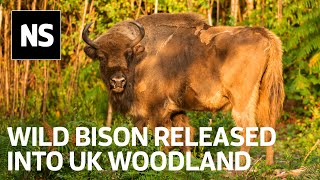 Watch the moment bison were released into UK as part of rewilding project [upl. by Liza279]