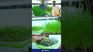 The Business of Microgreens shortvideo business kerala [upl. by Chalmer]