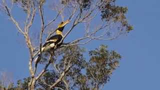 What does a great hornbill sound like [upl. by Nellek]