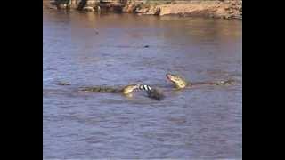 Crocodiles kill Zebra  Tod eines Zebra [upl. by Asiram452]