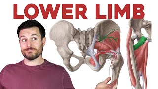 How to Remember Every Muscle of the Lower Limb and Leg  Corporis [upl. by Nitsuj]