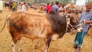 Hatsera sahiwal shar gorur dam  Spacial Sahiwal Bull Cow Price  ambari hat [upl. by Ynnus]