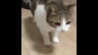 I get knocked down cat meme [upl. by Ahseik]