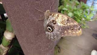 Chester Zoo Butterfly House Bitesize 5 [upl. by Thomajan]