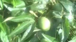 EatTheWeeds Episode 34 Maypop Passion Flower [upl. by Pennington]