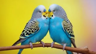 budgies bird Colony  parakeet talking  Animal and bird aviaries [upl. by Snook]