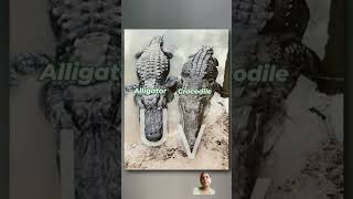 Alligator 🐊 or crocodile ka farak crocodile factsinhindi animals aligators shortsfeed short [upl. by Ahael]