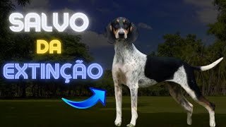 CÃO RASTREADOR BRASILEIRO  A TÉCNICA QUE SALVOU DA EXTINÇÃO [upl. by Ardena]