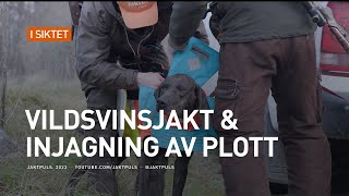 Vildsvinsjakt amp injagning av plott [upl. by Cohby]