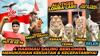 4 HARIMAU IKUT LOMBA SPECIAL 17 AGUSTUS  MERDEKA [upl. by Lertnek]