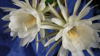 Epiphyllum Timelapse 102910 quotNight Blooming Cereusquot [upl. by Junie]