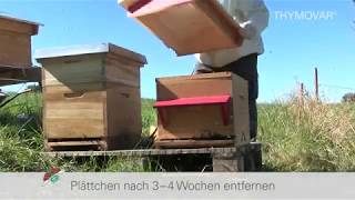 THYMOVAR®  Natürlich mit Thymol zur Varroa Sommerbehandlung [upl. by Delmar]