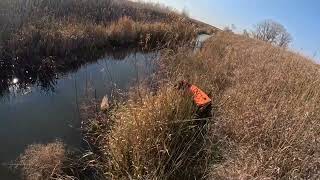 Creek Rooster Dog wont fetch because it landed in the water [upl. by Manard658]