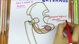 Obturator Externus  Muscle  Origin  Insertion  Nerve supply  Actions [upl. by Handy]