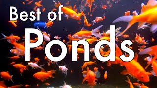 Maidenhead Aquatics Best of Ponds [upl. by Eseilana]