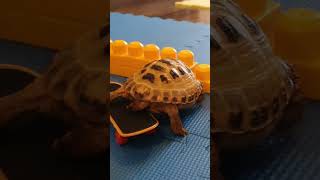 Trunky the Horsefield Tortoise on scate shorts short sports pets cute [upl. by Curren]