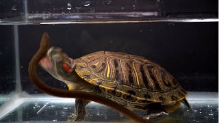 🐢Red eared slider feeding live feeding [upl. by Akemehs816]